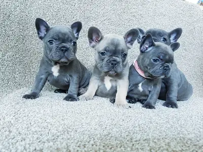 French Bulldog puppies