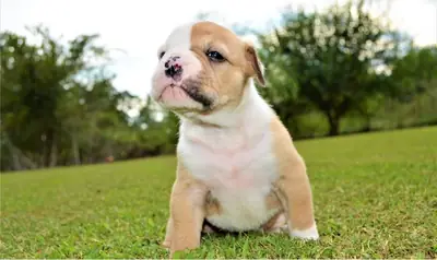 漂亮的美国斗牛犬幼犬