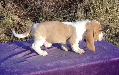 Basset Hound Puppies. ready