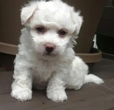 Chiot Bitchon Frisé à vendre