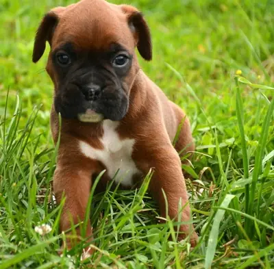 Registered Deep Red Boxer Puppies Ready Now