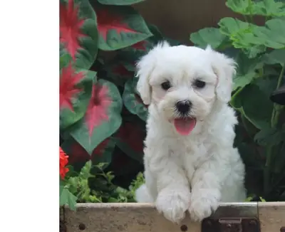 Amazing F2 Cavachon Puppies