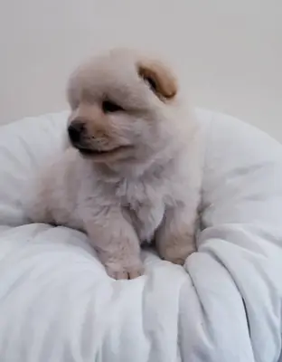 chow chow puppies for sale