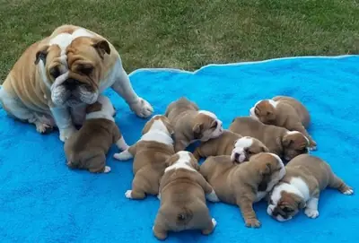 English Bulldogs Great Lines Poss Triple Carriers 