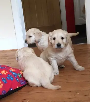  Golden Retriever KC registered
