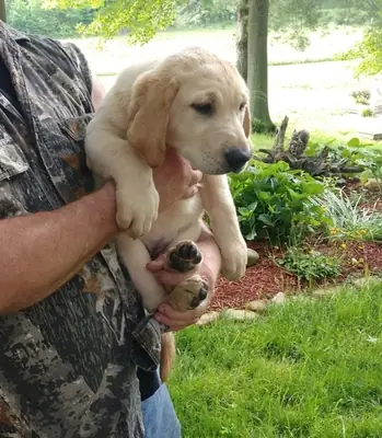 KC kayıtlı Labrador yavruları hazır.