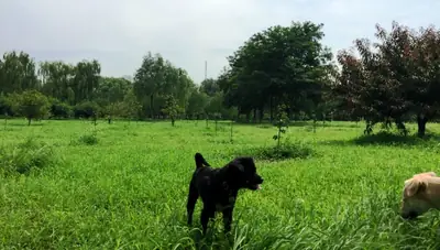 Chaoyang Park | 朝阳公园