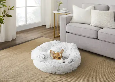 Recognizing Stress and Anxiety in Domestic Pets