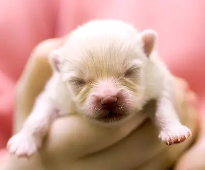 Key points for early care of puppies after breeding