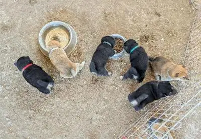 Nouvelles de chiots Shiba inu 