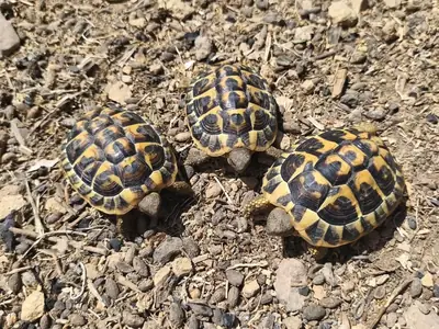 Hermann/hermanni terrestres tortues 