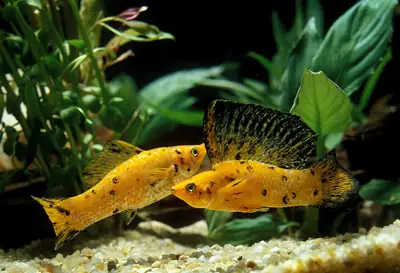 Renkli ve Sağlıklı Süper Molly Balıkları – Yeni Akvaryumlarını Arıyor