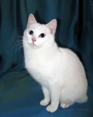 Sağlıklı ve Safkan American Bobtail Erkek Çiftleştirme İçin Uygun