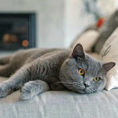 Sevimli British Shorthair Yavru Yeni Yuvasını Arıyor!
