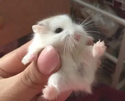 Cute baby hamsters