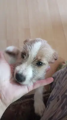 Anne Jack Russell baba maltés