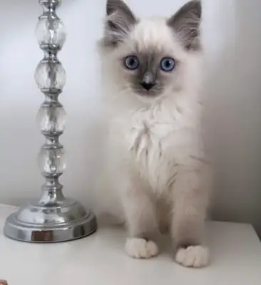 ️ Découvrez nos adorables bébés Ragdoll ️