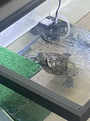 Kırmızı yanaklı su kaplumbağası 🐢 