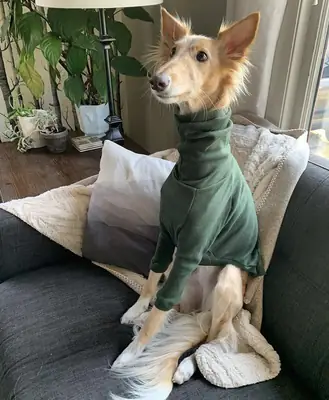 Saluki en venta | Elegante, sensible | No es un perro común