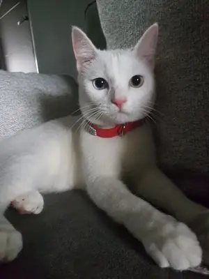 Khao Manee en venta | Muy sociable, mirada intensa | Gato muy especial
