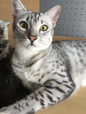 Egyptian Mau en adopción | Rápido, atento | Hogar tranquilo buscado