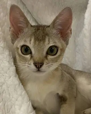 Singapura en venta | Pequeño, curioso | Siempre cerca de su humano