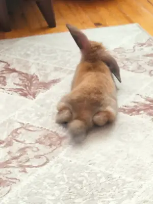 Holland lop juguetón