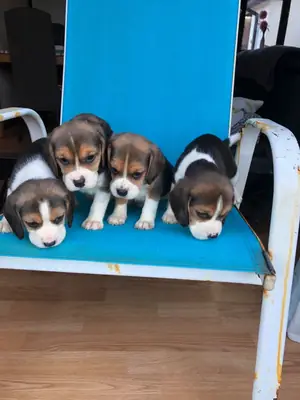 Safkan Beagle Yavruları