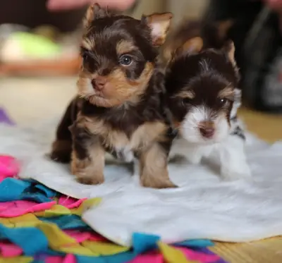 Yorkshire Terrier puppies