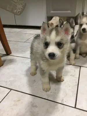 husky siberiano