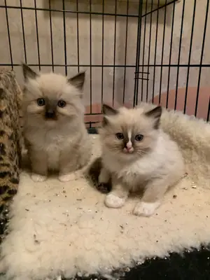 Hermoso gatito ragdoll