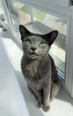 Korat for Sale | Quiet, Deeply Bonded | Sensitive and Loyal Cat