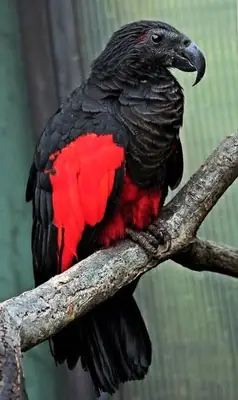 Lost Pesquet’s Parrot | Large Black-Red Parrot | Please Contact