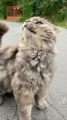 Kurilian Bobtail for Adoption | Confident, Playful | Free to Right Home