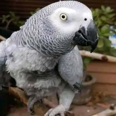 Grey parrot, 3 years old, talking