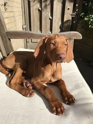 Vizsla à vendre | Sociable et énergique | Convient aux personnes ayant un mode de vie actif