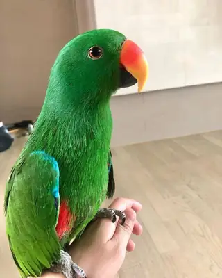 Perroquet éclectus perdu | Couleur verte | Toute personne l'apercevant est priée de le signaler.