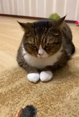 Cutecat lovely
