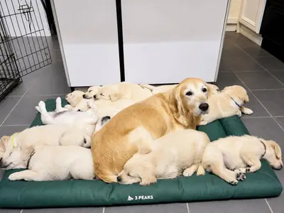 Stunning AKC Registered Golden Retriever Puppies.