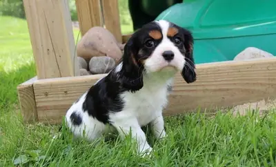 Stunning Kc Registered Cavalier King Charles puppies