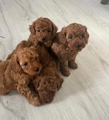 RED BROWN TOY POODLE YAVRULAR
