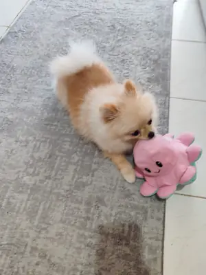 Satılık Dişi pomeranian 8 aylık