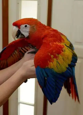 Scarlet macaw female for adoption