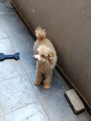 Free male miniature poodle