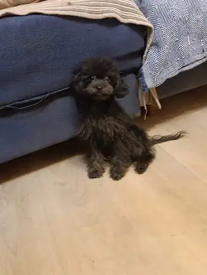 Caniche nain mâle de race pure à échanger contre de la nourriture.