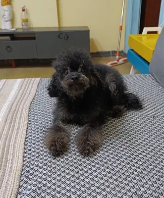 用一只雄性玩具贵宾犬换取食物。