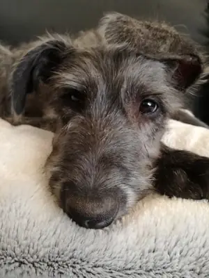 Scottish Deerhound for Sale | Calm Indoors, Noble Character