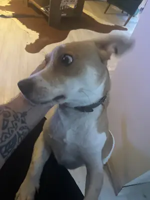 Jack russel erkek eş arıyoruz 
