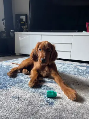 Satılık Irish Setter | Sosyal, enerjik | Gerçek aile köpeği