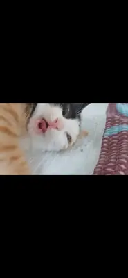 我想为这些漂亮可爱的猫咪找到新家。